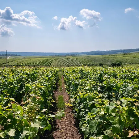 Dans Les Vignes Chamery